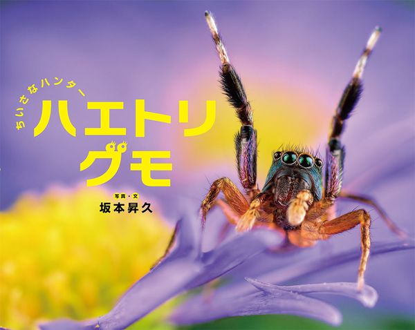 ちいさなハンター ハエトリグモ (ふしぎいっぱい写真絵本 37)