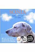 SONIA LOVE STORY 白くなった黒ラブ・ソニア