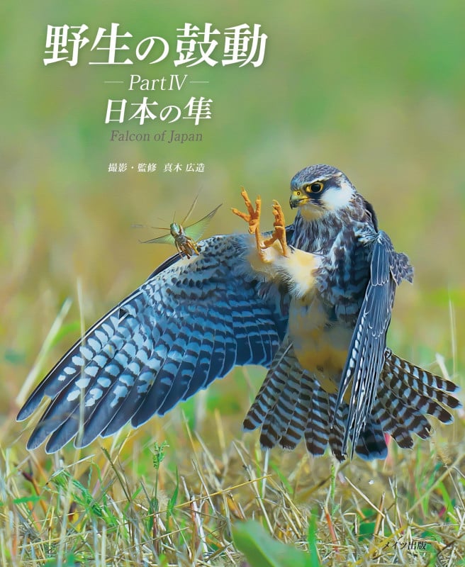 野生の鼓動 PartIV 日本の隼