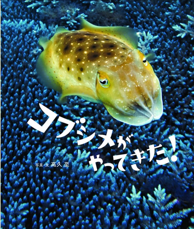 コブシメがやってきた!