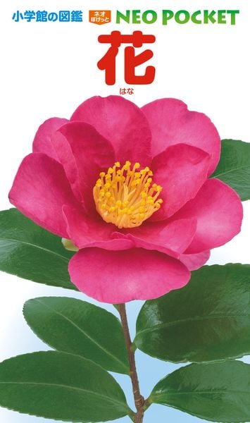 花 (小学館の図鑑NEO POCKET)