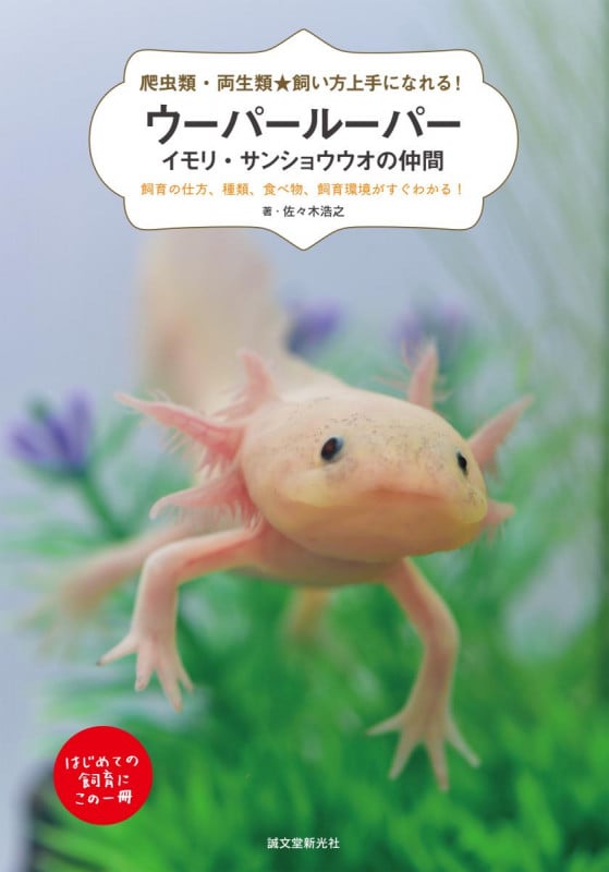 ウーパールーパー・イモリ・サンショウウオの仲間 飼育の仕方、種類、食べ物、飼育環境がすぐわかる! (爬虫類・両生類☆飼い方上手になれる!)