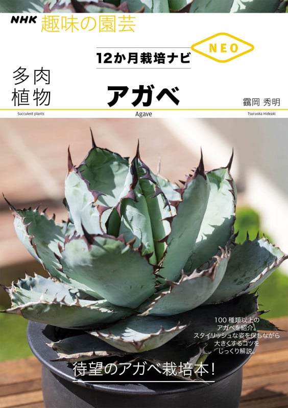 多肉植物 アガベ (NHK趣味の園芸12か月栽培ナビNEO)の詳細を見る