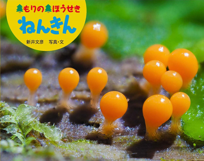 もりの ほうせき ねんきん (ふしぎいっぱい写真絵本 33)