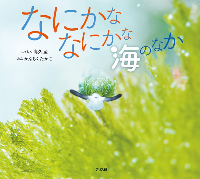なにかななにかな 海のなか