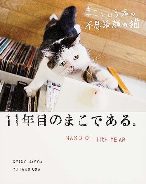 まこという名の不思議顔の猫 11年目のまこである。