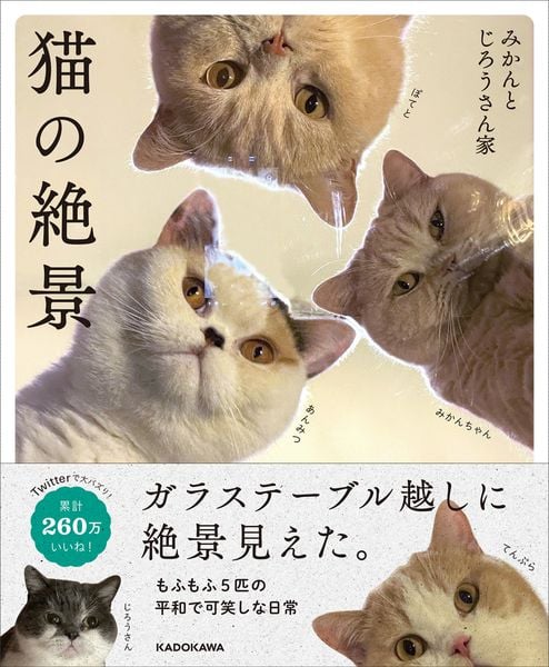 猫の絶景の詳細を見る