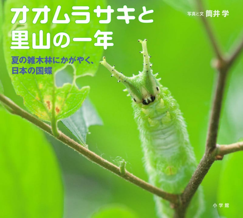 オオムラサキと里山の一年 夏の雑木林にかがやく、日本の国蝶 (小学館の図鑑NEOの科学絵本)