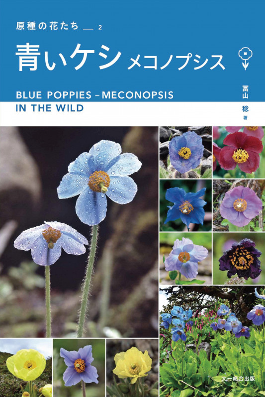 青いケシ メコノプシス (原種の花たち)