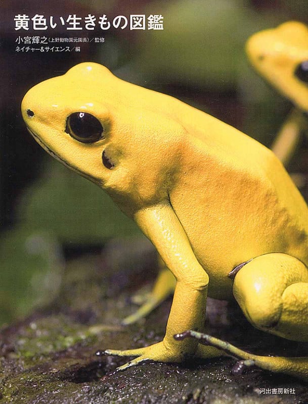 黄色い生きもの図鑑