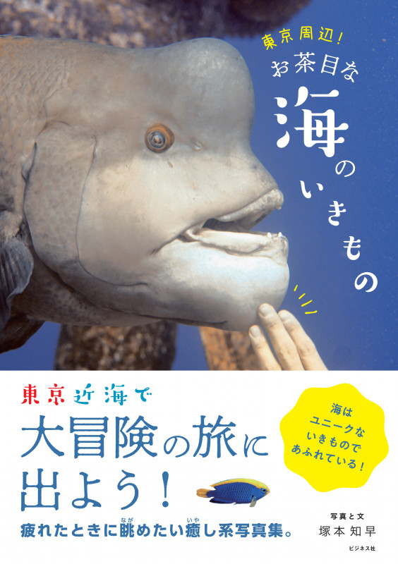 東京周辺!お茶目な海のいきものの詳細を見る