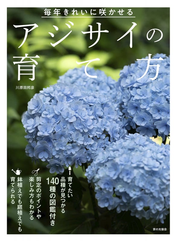 アジサイの育て方 毎年きれいに咲かせる