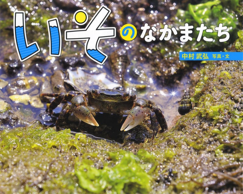 いそのなかまたち (ふしぎいっぱい写真絵本 27)