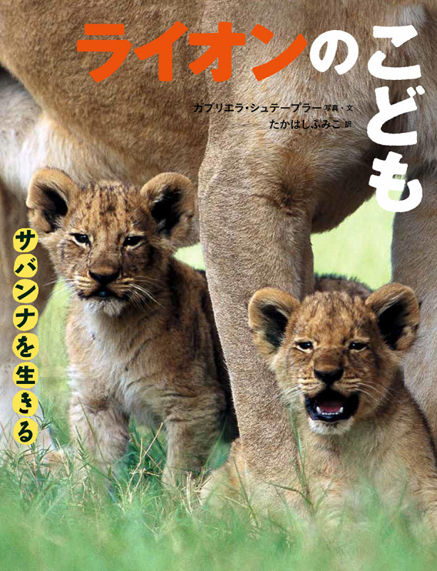 ライオンのこども (サバンナを生きる)