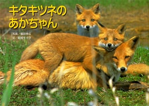 キタキツネのあかちゃん (親と子の写真絵本 3)