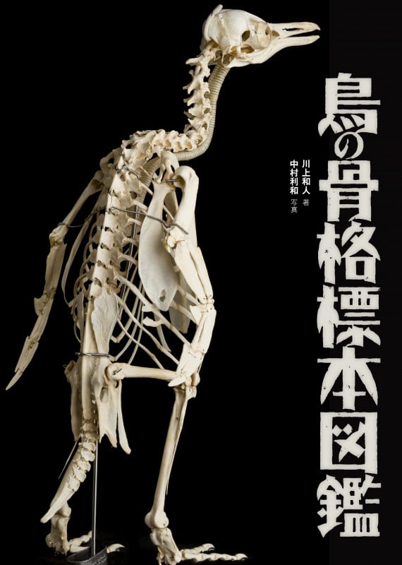 鳥の骨格標本図鑑 (BIRDER SPECIAL)