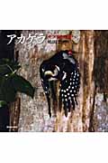 アカゲラ キツツキの森へ (日本の野鳥)