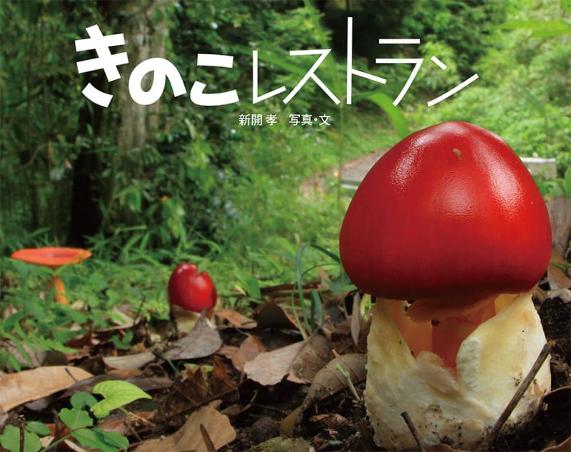 きのこレストラン (ふしぎいっぱい写真絵本 34)