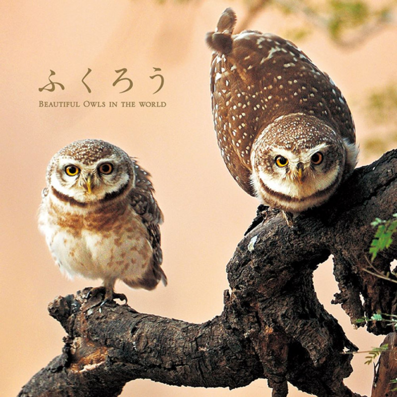 ふくろう