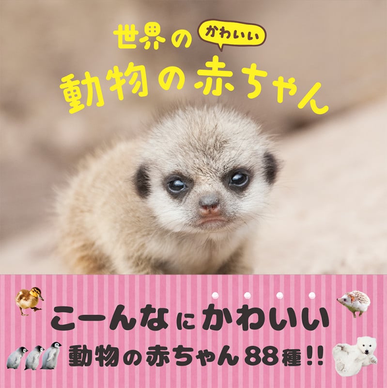 世界のかわいい動物の赤ちゃん
