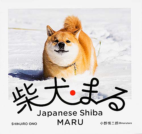 柴犬まる