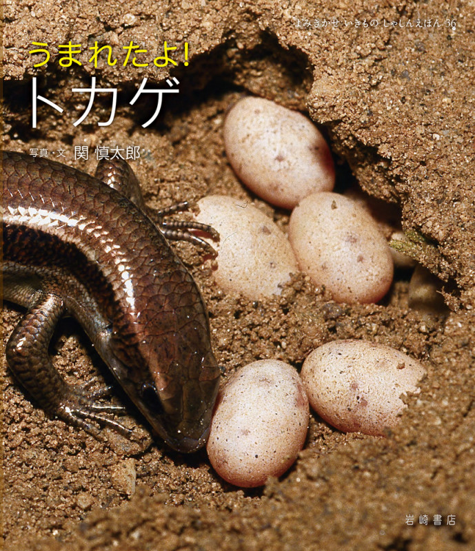 うまれたよ! トカゲ